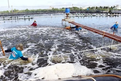 Liên kết chuỗi để phát triển ngành tôm bền vững ở Sóc Trăng