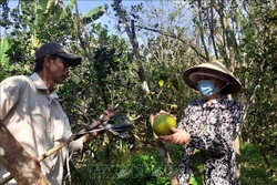Đầu ra gặp khó, nhiều vườn bưởi thương lái không mua, nông dân phải tự cắt bán. Ảnh: Trần Thị Thu Hiền - TTXVN