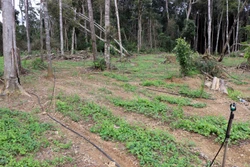 "Bánh vẽ" sâm Ngọc Linh (Bài 1)
