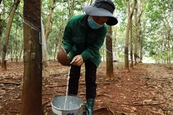 Bình Phước: Hỗ trợ nông dân chuyển giao kỹ thuật, phát triển cây cao su bền vững