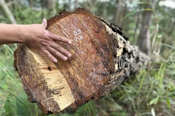 Lâm Đồng: Điều tra vụ gần 150 cây thông hàng chục năm tuổi bị cưa hạ trái phép