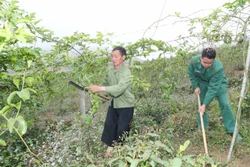 Cán bộ, chiến sĩ Đồn Biên phòng cửa khẩu Lóng Sập tư vấn kỹ thuật và cách chăm sóc vườn chanh leo của gia đình anh Tráng Láo Tú, bản Phiêng. Ảnh: Trọng Đức - TTXVN