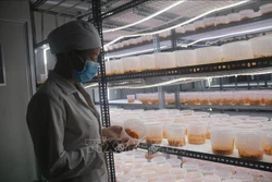 Bà Rịa-Vũng Tàu gặp khó trong nâng hạng sản phẩm OCOP
