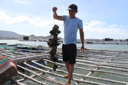 Ninh Thuận khai thác tiềm năng, phát triển nghề nuôi biển bền vững