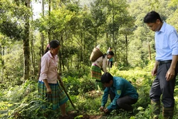 Năm 2022, Yên Bái trồng mới được hơn 15.700 ha rừng
