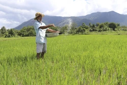 Sản xuất nông nghiệp theo chuỗi liên kết ở Ninh Thuận