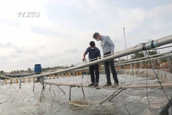 Trà Vinh: Nuôi tôm thâm canh cho lợi nhuận cao gấp từ 7 - 10 lần
