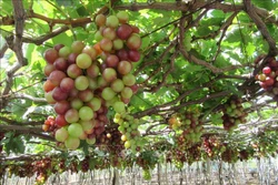 Nho vụ tết ở Ninh Thuận được giá cao