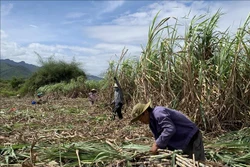 Tín hiệu vui cho người trồng mía ở Khánh Hòa