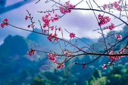 Lần đầu tiên Lễ hội hoa Tớ Dày được tổ chức ở vùng cao Mù Cang Chải, Yên Bái