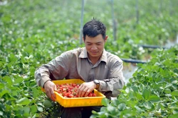 Mô hình trồng dâu tây của anh Phạm Đức Anh truyền cảm hứng cho nhiều thanh niên phát triển kinh tế
