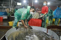 Dịch COVID-19: Không để dịch chồng dịch trong mùa Đông Xuân
