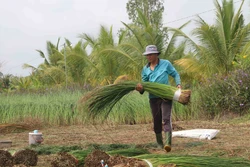 Hơn 73 tỷ đồng thực hiện giảm nghèo bền vững tại Trà Vinh