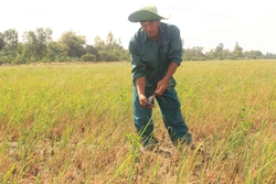Sóc Trăng ứng phó với mặn xâm nhập vào nội đồng