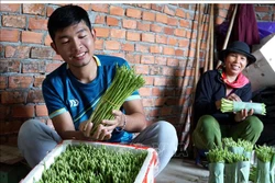Khởi nghiệp thành công bằng mô hình trồng măng tây sạch