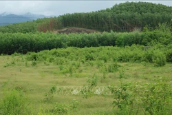 Nỗ lực phủ xanh đất trống, đồi trọc tại huyện miền núi Khánh Vĩnh