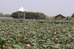 Đồng Tháp phát triển du lịch nông nghiệp gắn với sản phẩm OCOP
