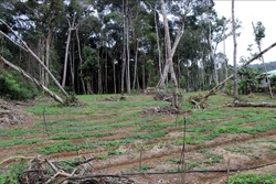 Kon Tum tiếp tục kiểm tra thông tin về dự án vườn sâm Ngọc Linh tại huyện Kon Plông