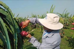 Diện tích thanh long Bình Thuận giảm gần 1.000 ha