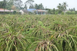 Phát triển bền vững cây thanh long (Bài 2)