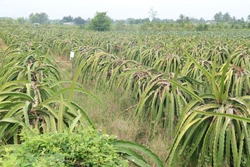 Phát triển bền vững cây thanh long (Bài 1)