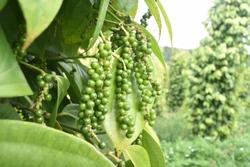 Tăng khả năng cạnh tranh của sản phẩm mang chỉ dẫn địa lý
