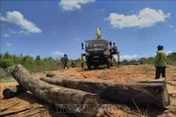 Kon Tum tăng cường công tác quản lý và bảo vệ rừng