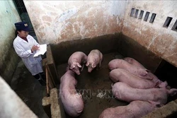 Nhiều xã, thị trấn ở Thanh Hóa công bố hết dịch tả lợn châu Phi