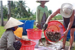 Khó khăn bảo hộ thương hiệu đã được công nhận ở Kiên Giang