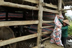 Lào Cai triển khai nhiều giải pháp hạn chế thiệt hại do rét đậm, rét hại