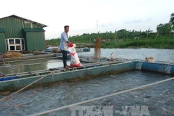 Phát triển nuôi cá lồng trên sông quy mô lớn