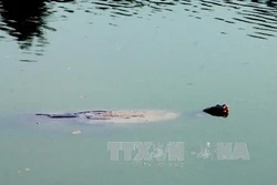 Xác Rùa Hồ Gươm sẽ được đưa vào Bảo tàng