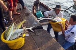 Làm giàu từ những sản vật biển khơi