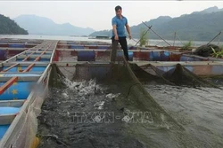 Phát triển nuôi cá lồng ở vùng hồ Hòa Bình