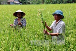 Những dịch bệnh hại cần chú ý trong tuần từ 3 – 9/4