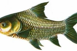 Kỹ thuật sinh sản nhân tạo cho cá hô