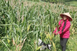 Đầu tư ứng trước giống bắp lai mang lại thu nhập cao. Ảnh:baobinhthuan.com.vn