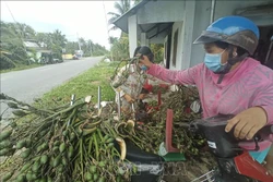 Thu mua cau non tại Bến Tre. Ảnh: Huỳnh Phúc Hậu – TTXVN