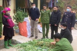Lực lượng chức năng huyện Yên Minh kiểm đếm số cây thuốc phiên của gia đình bà Vầy Thị Chổm (người đội khăn) trồng trái phép. Ảnh: TTXVN phát
