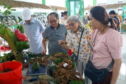 Du khách chọn mua sâm Ngọc Linh tại phiên chợ. Ảnh: Trịnh Bang Nhiệm – TTXVN