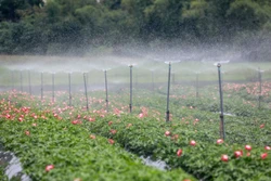 Hợp tác xã nông nghiệp công nghệ cao Phúc Lâm ở xã Thanh Mỹ, thị xã Sơn Tây (Hà Nội) ứng dụng công nghệ cao trồng sâm Bố Chính. Ảnh: Thúy Quỳnh