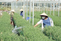 Làng hoa Dương Sơn nhộn nhịp vào vụ Tết