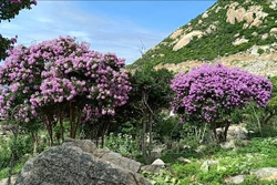 Hoa bằng lăng mang vẻ đẹp đầy mê hoặc với màu tím mộng mơ. Ảnh: Nguyễn Thành – TTXVN