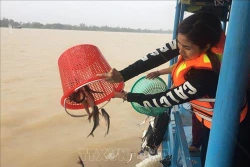 An Giang thả cá giống phục hồi và tái tạo nguồn lợi thủy sản tự nhiên