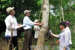 Vượt nhiều chỉ tiêu trong Chiến lược phát triển lâm nghiệp