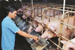 Nâng cao chất lượng sống cho các hộ nghèo, cận nghèo