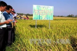 Phú Yên: Hỗ trợ nông dân mở rộng diện tích sử dụng lúa giống đạt tiêu chuẩn