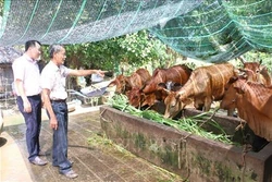 Bến Tre hỗ trợ hộ nghèo phát triển đa dạng sinh kế, thoát nghèo bền vững