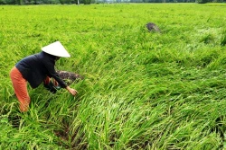 Quảng Nam khẩn trương hỗ trợ người dân bị ảnh hưởng bởi giông lốc