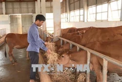Anh Tạ Quang Tưởng say mê nghiên cứu khoa học giúp đồng bào vùng cao phát triển kinh tế